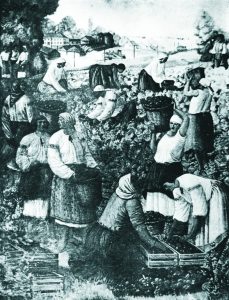 Збирають баклажани. Фоторепродукція