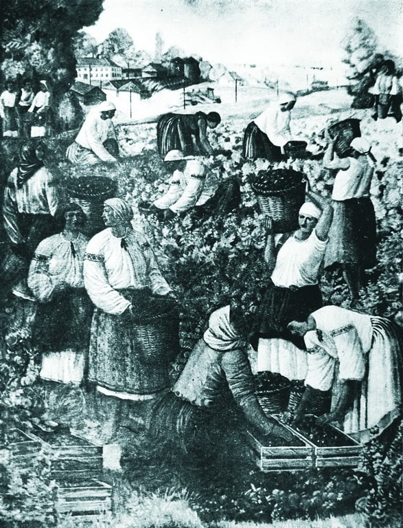 Збирають баклажани. Фоторепродукція