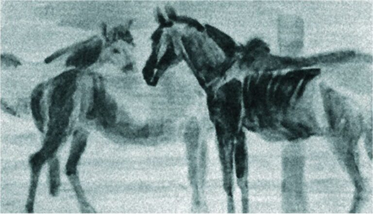 Коні на випасі